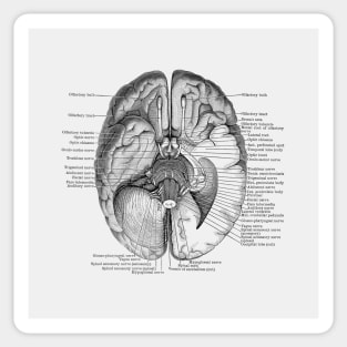 Brain Nervous System Diagram - Vintage Anatomy Sticker